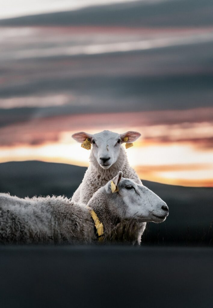 Sheep relaxing in the sunset